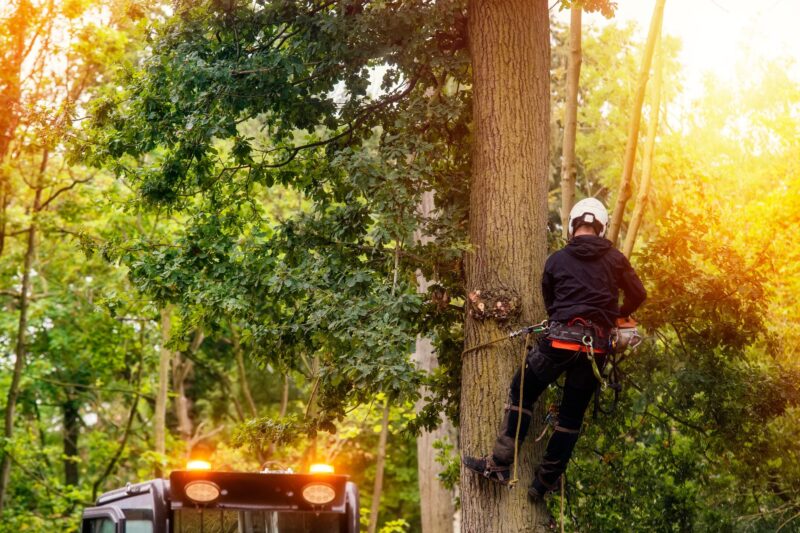 Arborist climbing a tree trunk in golden light