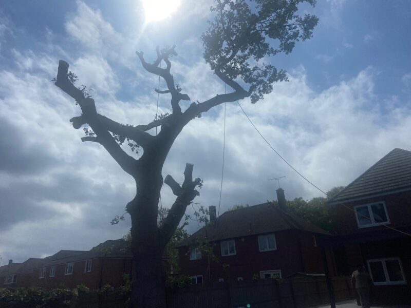 Crown-reduced oak tree silhouetted against the sky